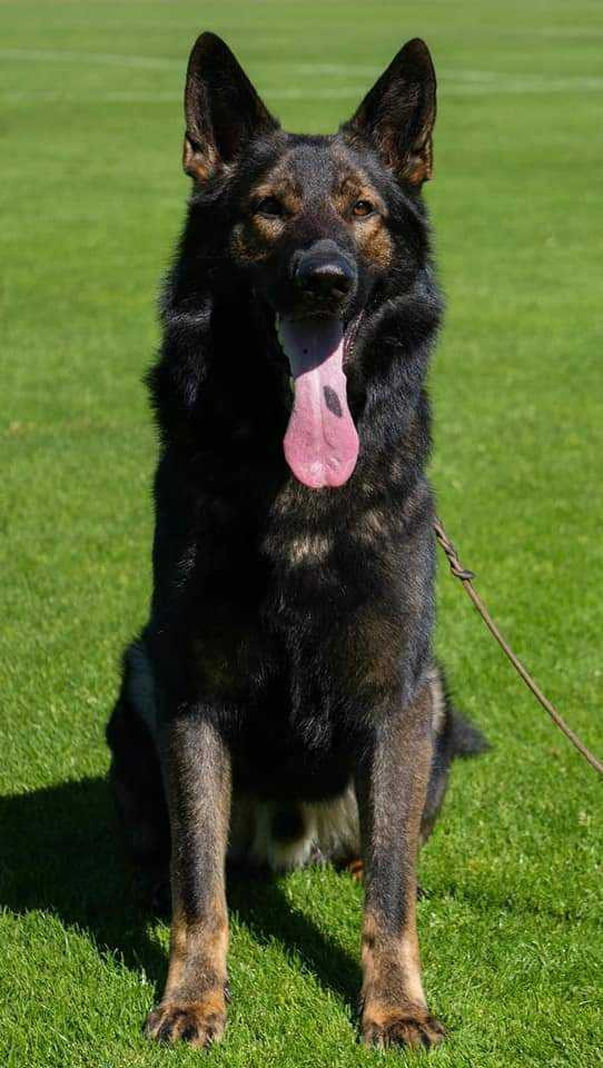 Kennel Snibor Anzi