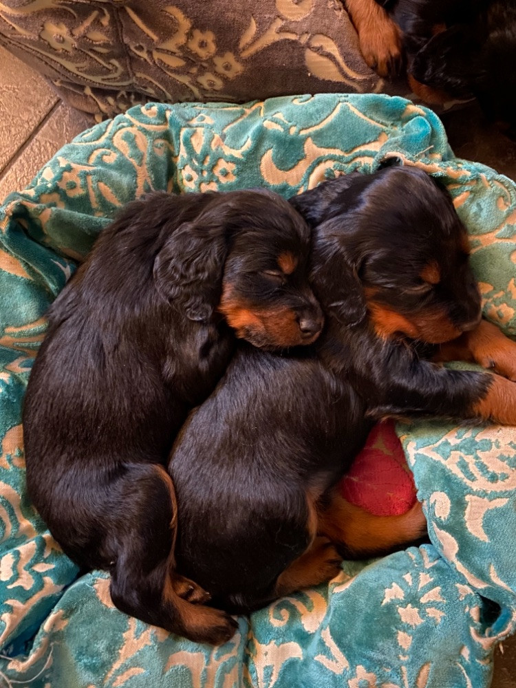 Cavasettes