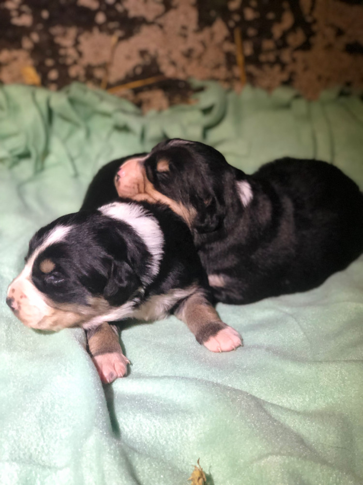 Hagalunds Gård
