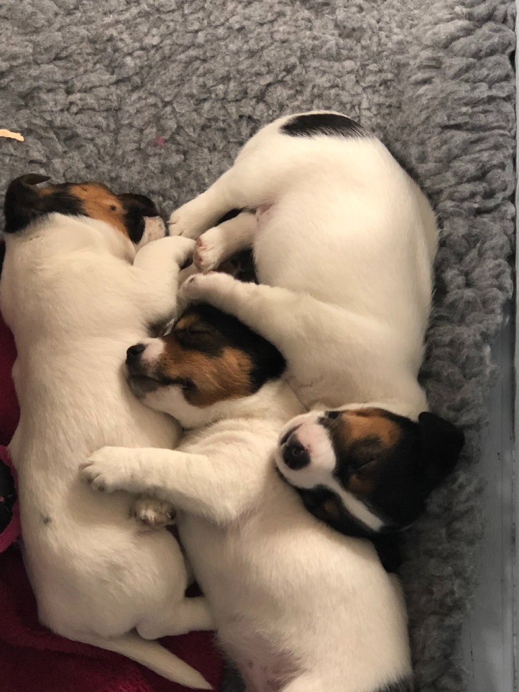 Lovelight Kennel