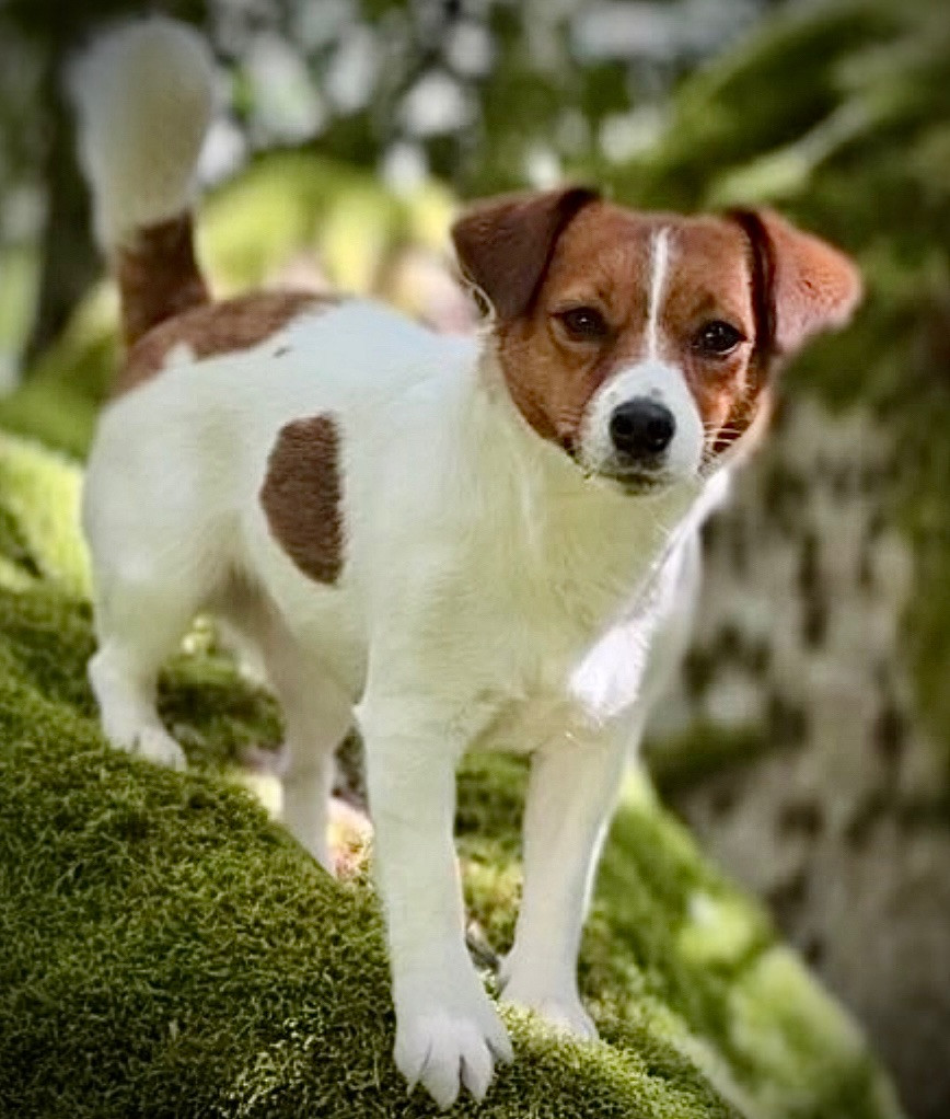 Russelltorpet