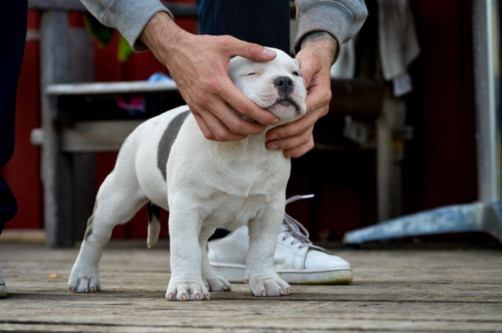 Redhouse Bully