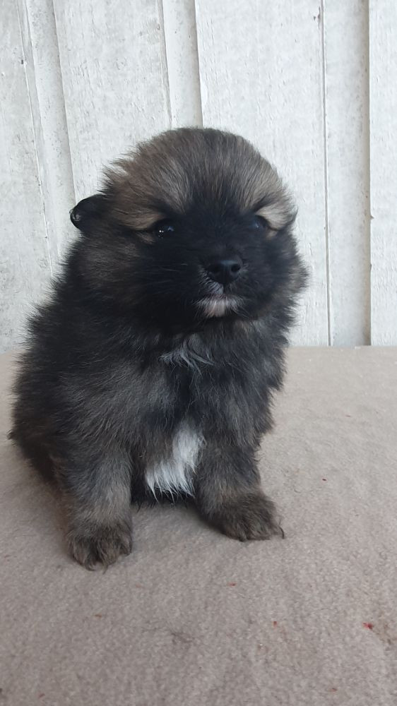 Mittelspitz/klinespets