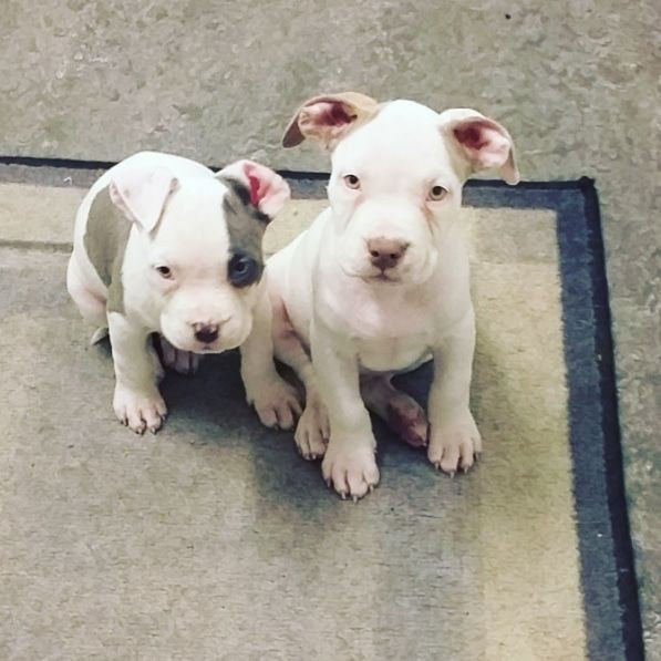 American Bully · Kållered · Arevan W.