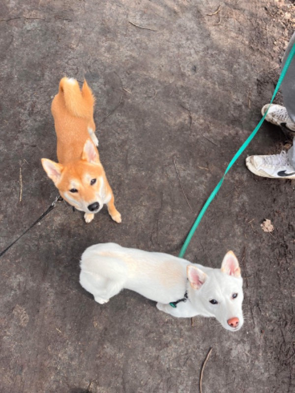 Shiba Inu