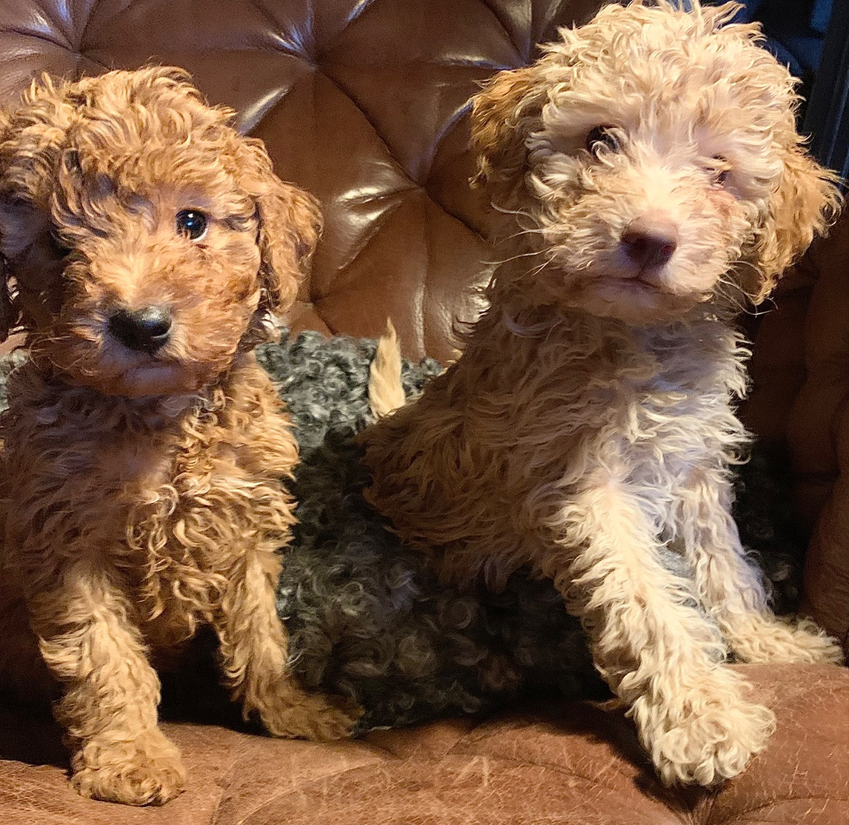 Pugotto ( mellan pudel/ lagotto )