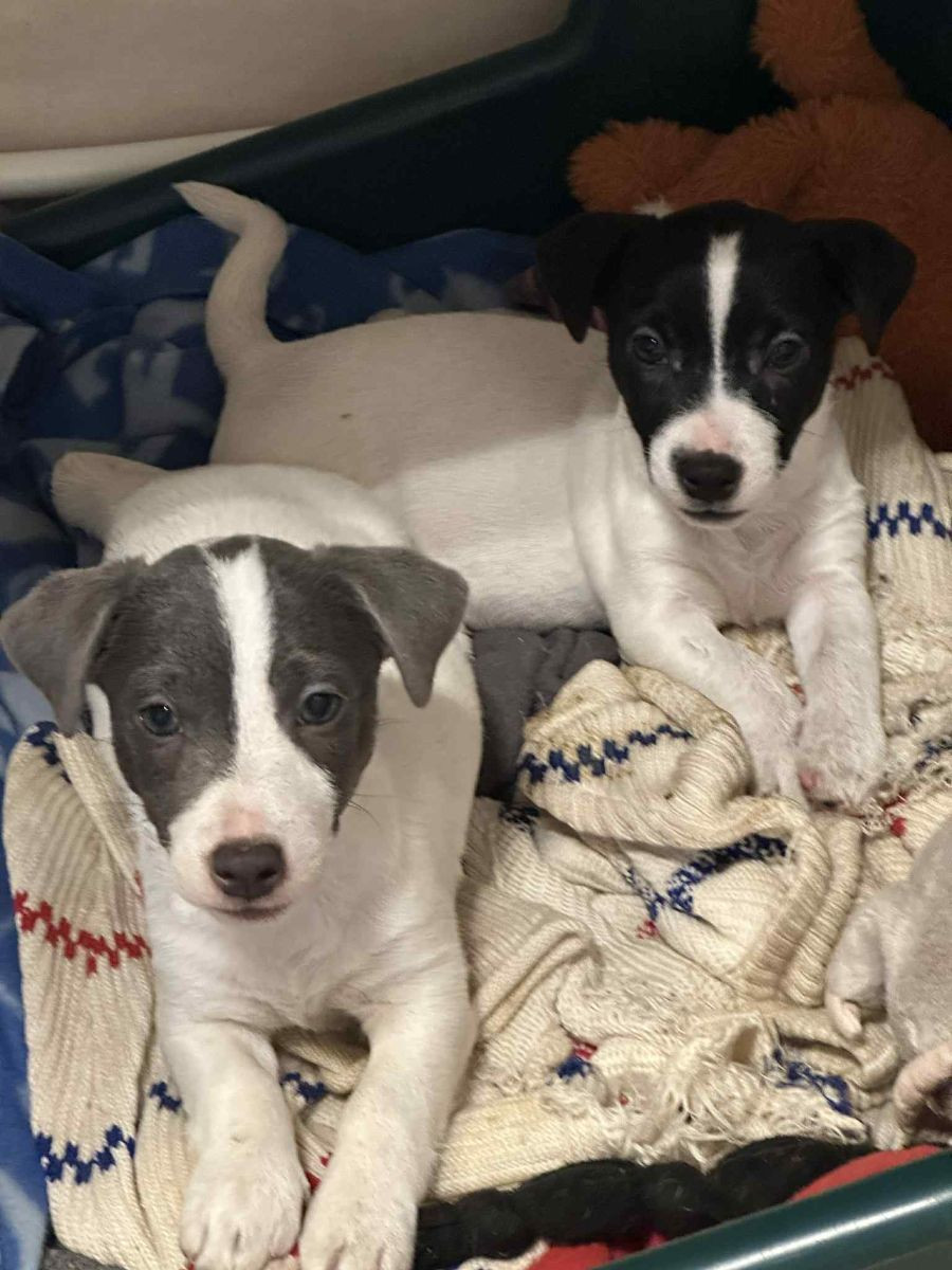 Jack Russell Terrier