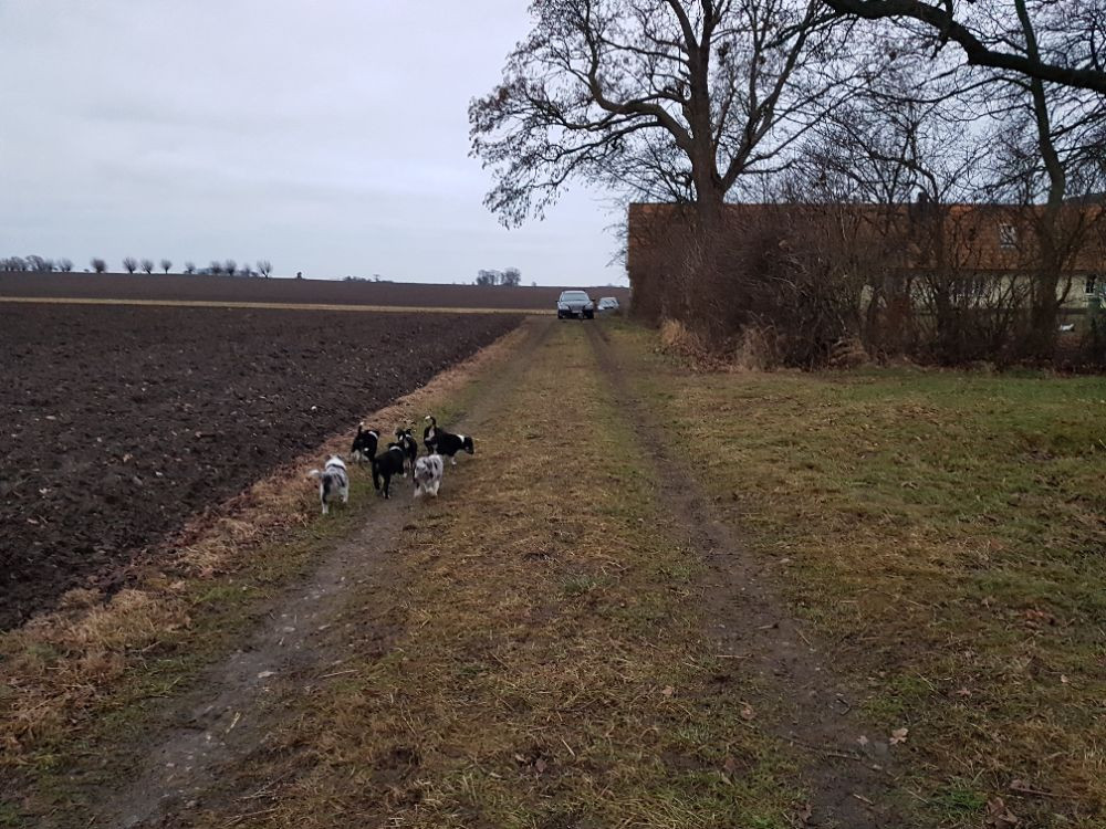 Border collie