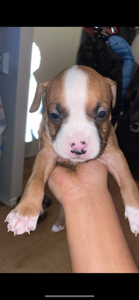 American staffordshire terrier