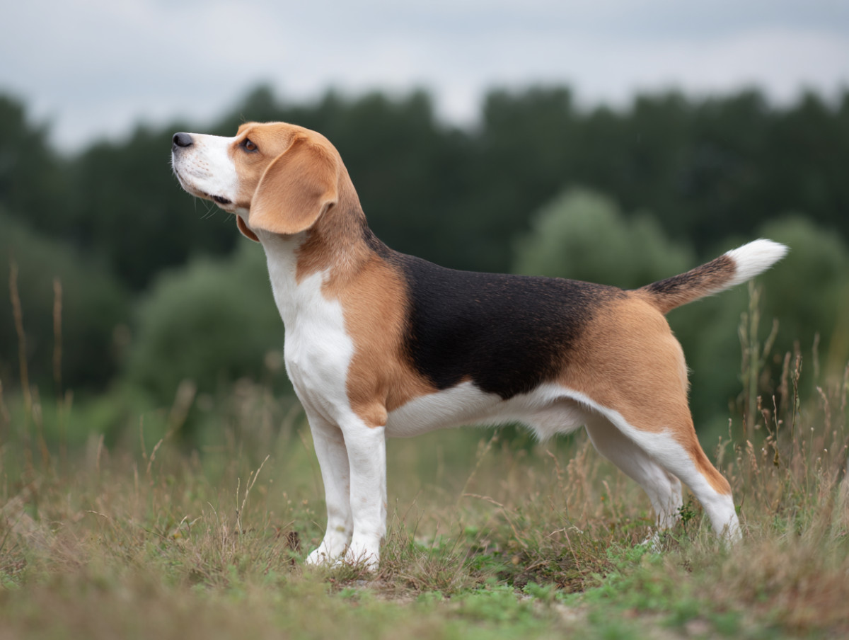 Beagle