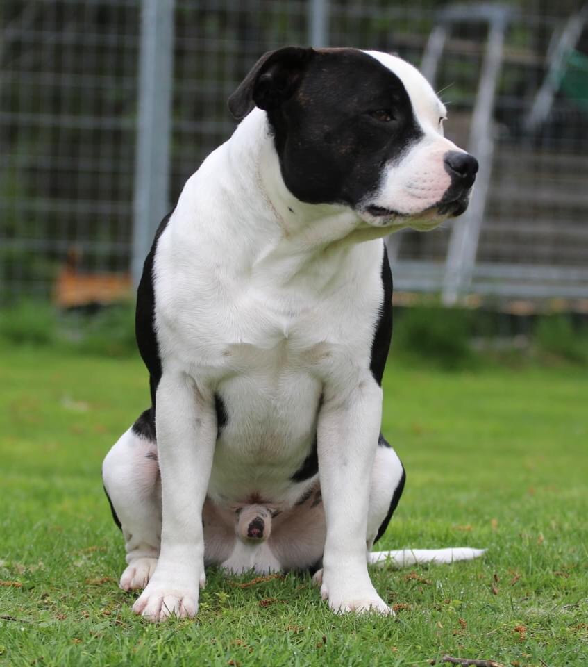 Tattmans kennel