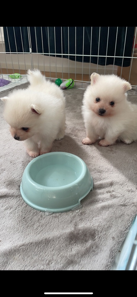 Pomeranian & Kleinspitz valpar