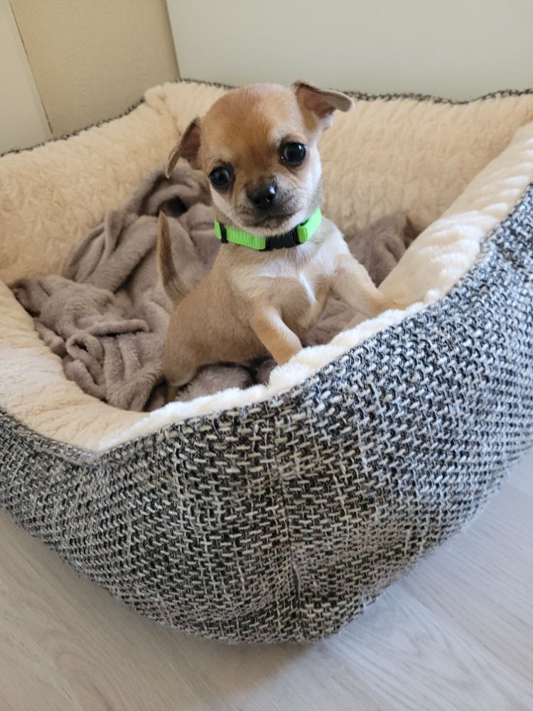 Chihuahua