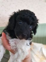 Medium Poodle