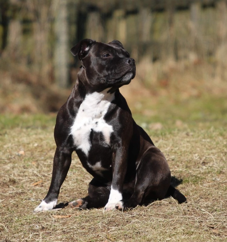 Tattmans kennel