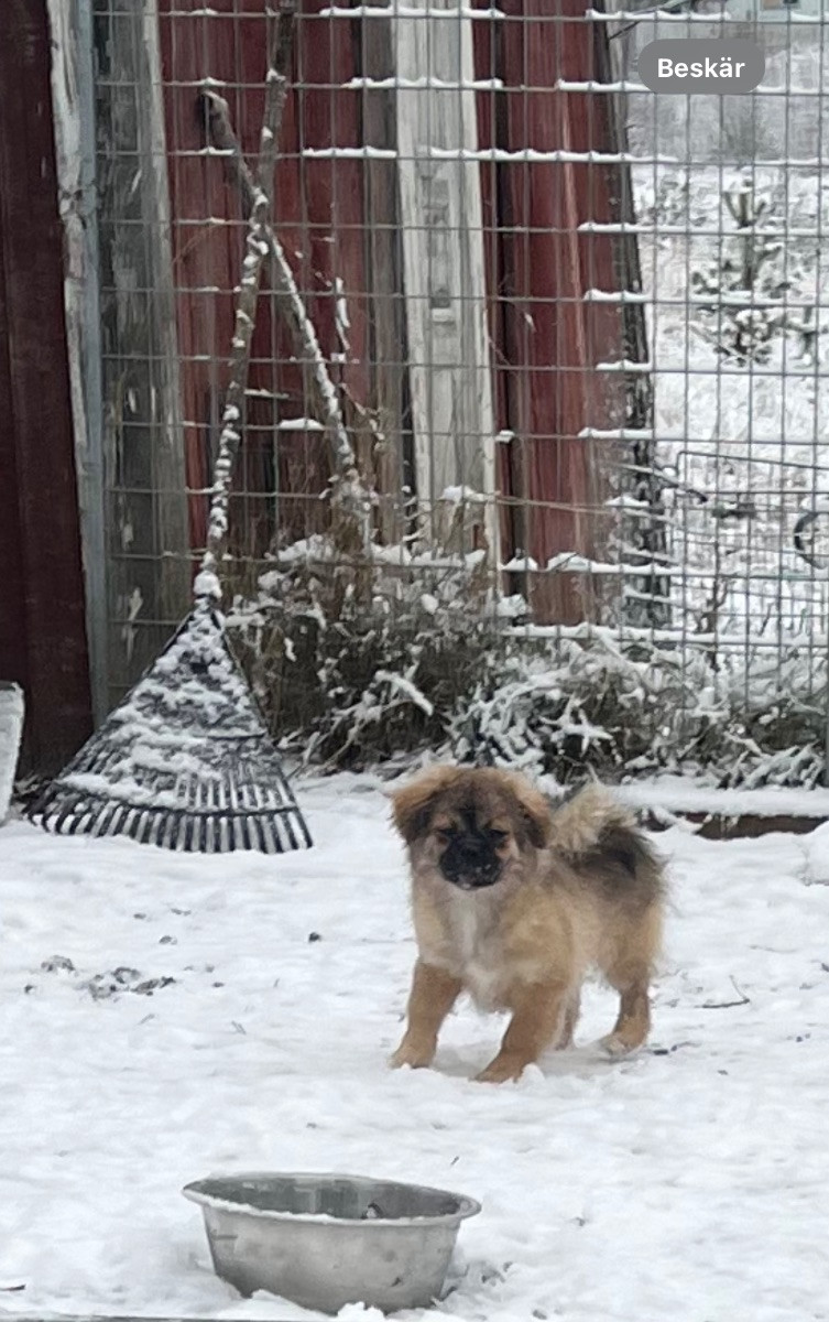 Tibetan Spaniel