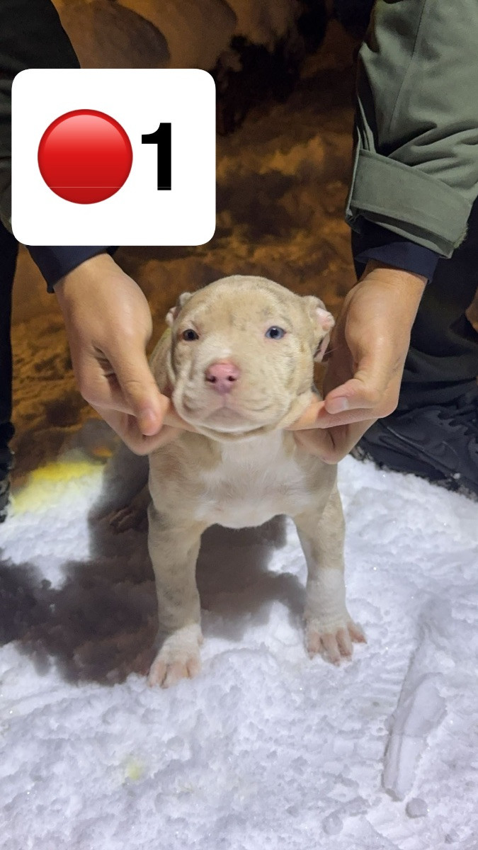 American Bully · 2025-09-24 · Helsingborg · Admir M.
