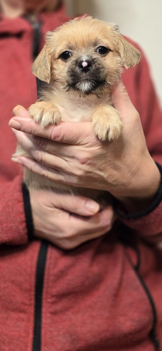 Dansksvensk gårdshund/shihtzu/lhasa apso · 2025-10-22 · åstorp · Sanne P.