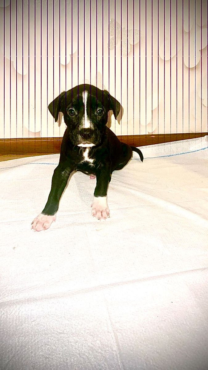 Staffordshire Bull Terrier