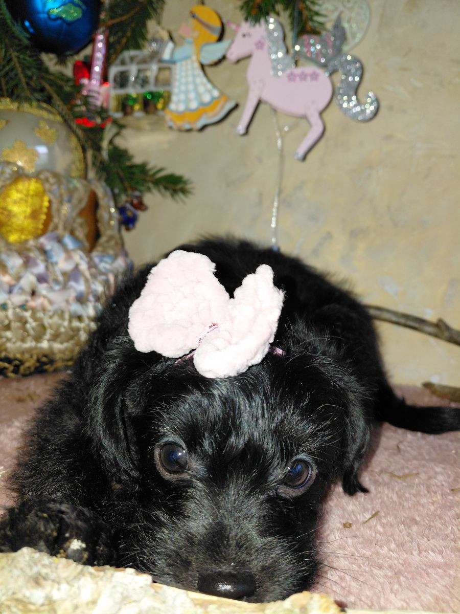 Jackapoo · 2025-10-27 · Sollentuna · Ljudmila P.