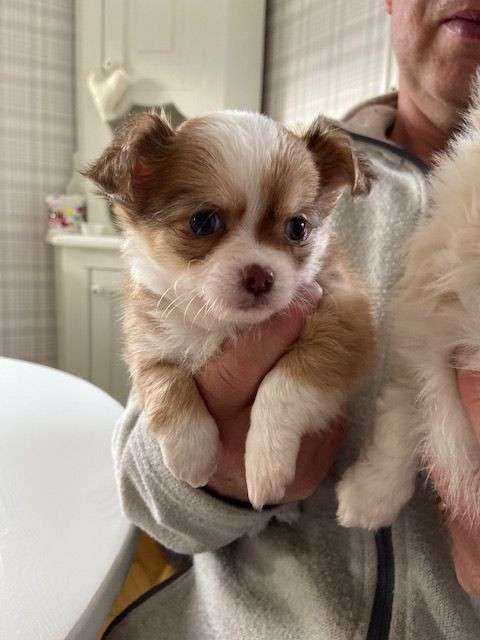 Chihuahua