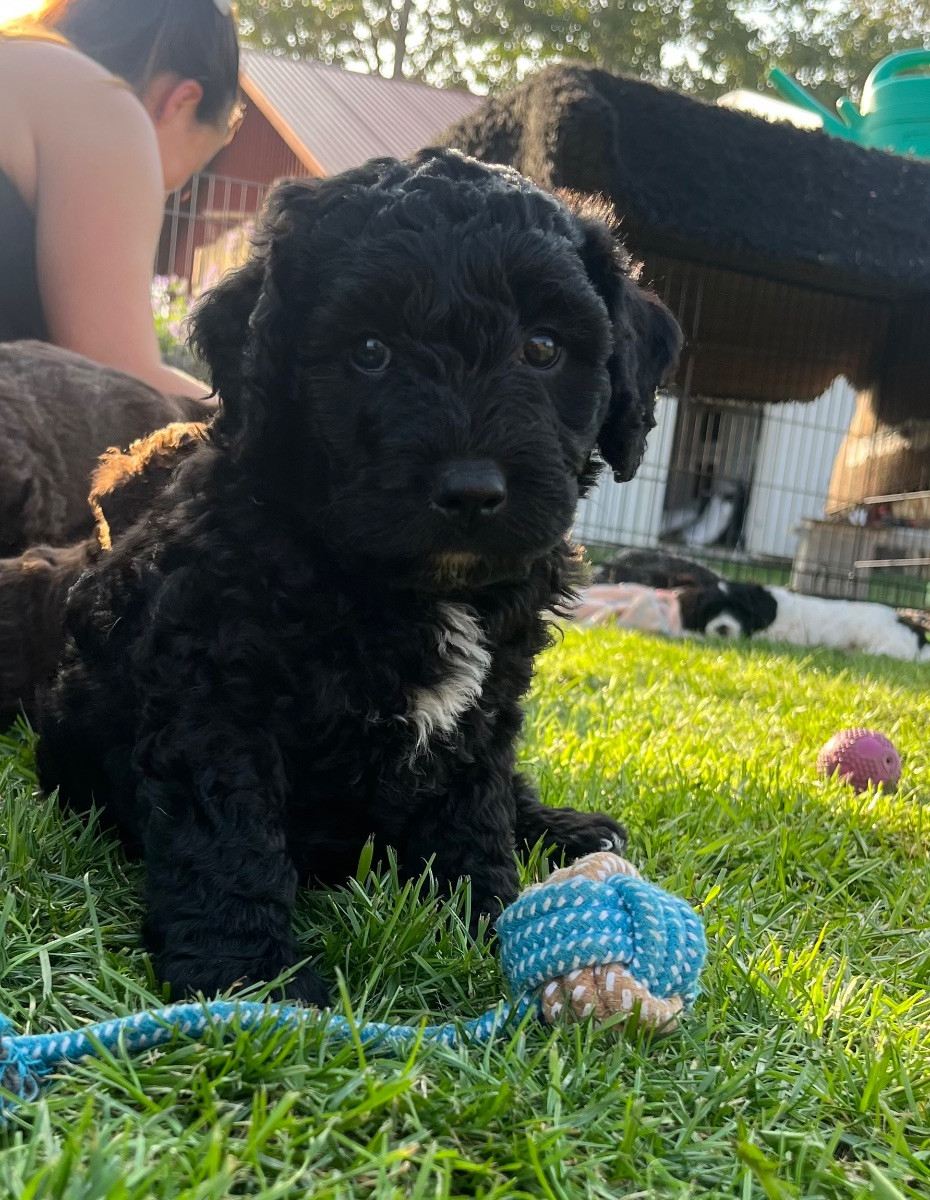 Spanish Water Dog (Perro de Agua Espanol)