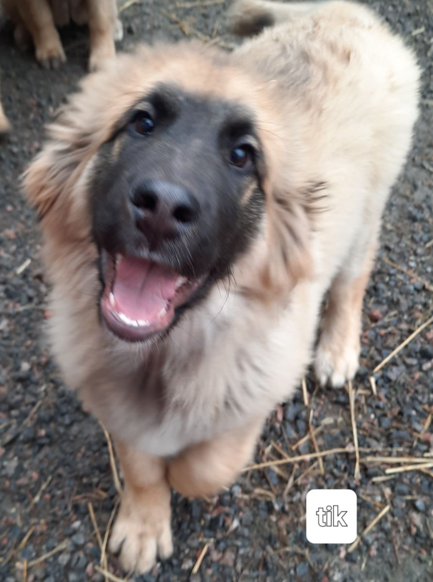 Leonberger/Bernersennen