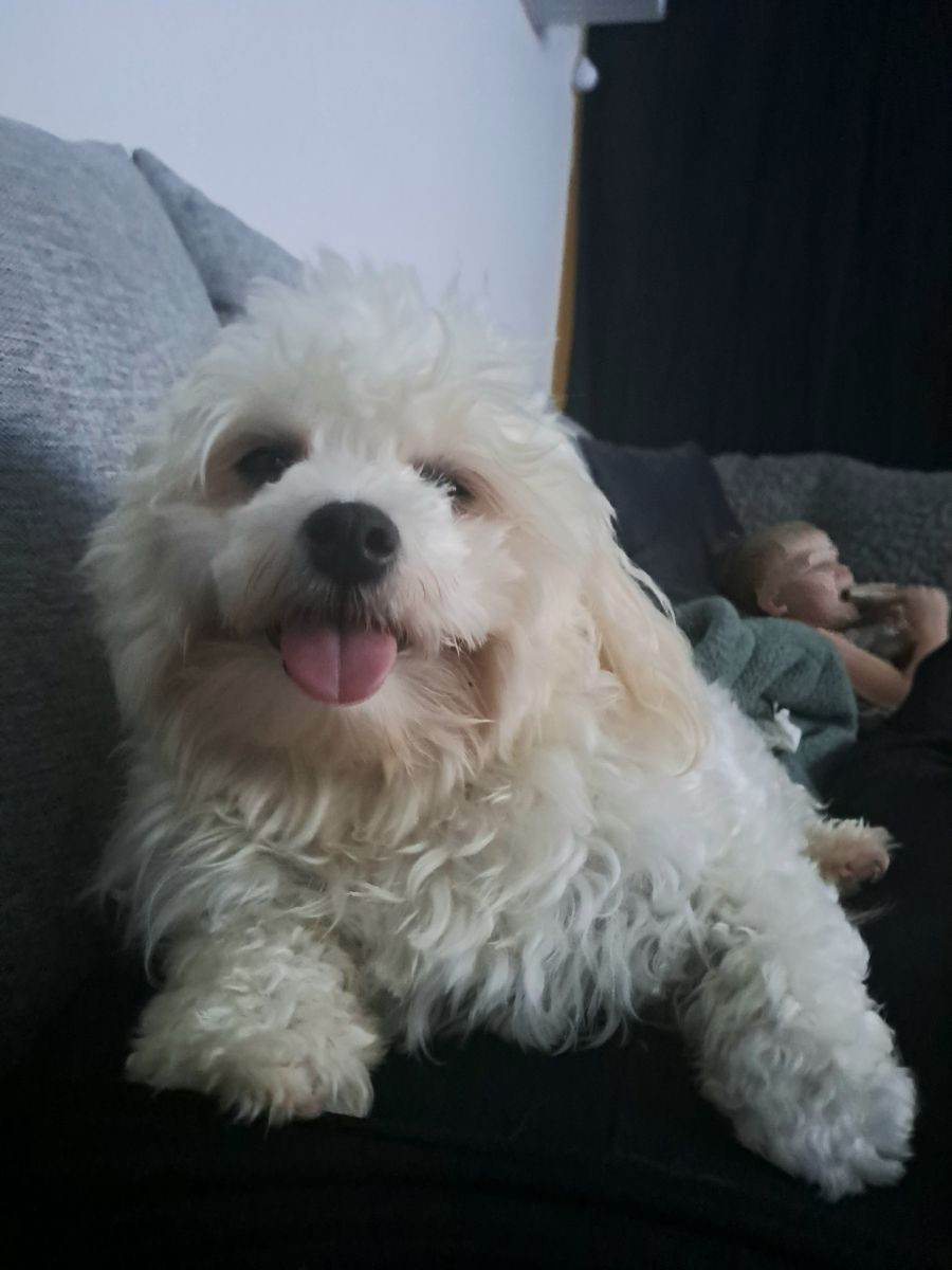 Maltipoo
