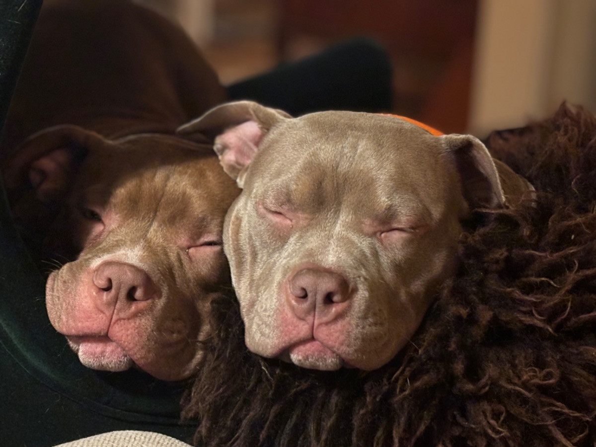 Rosa’s kennel