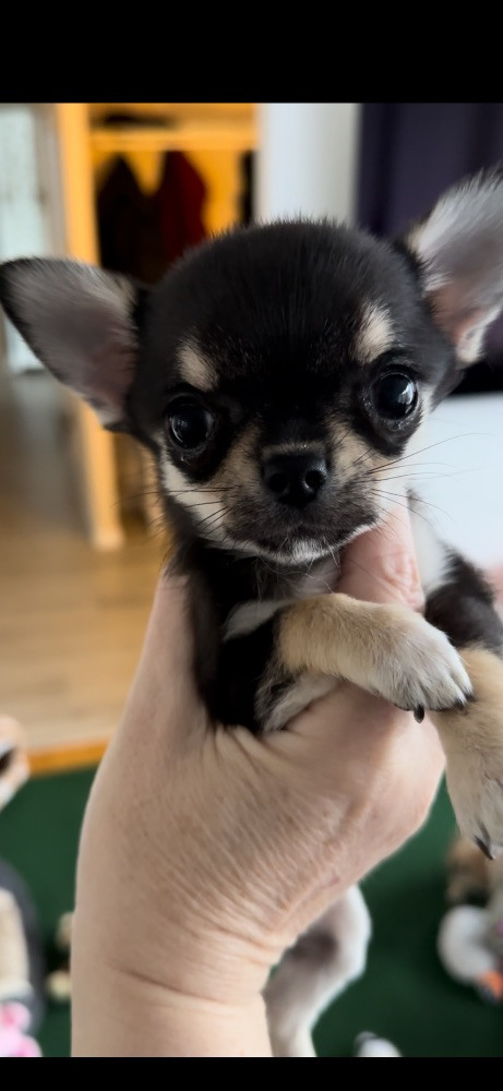 Mini chipette