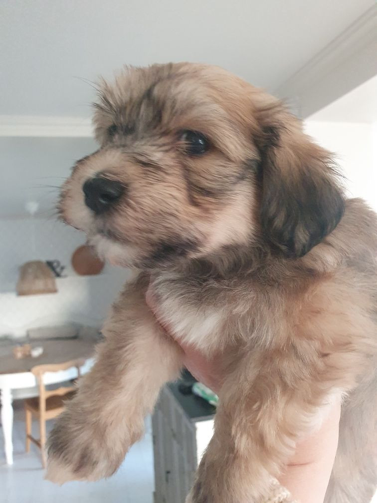 Havanese