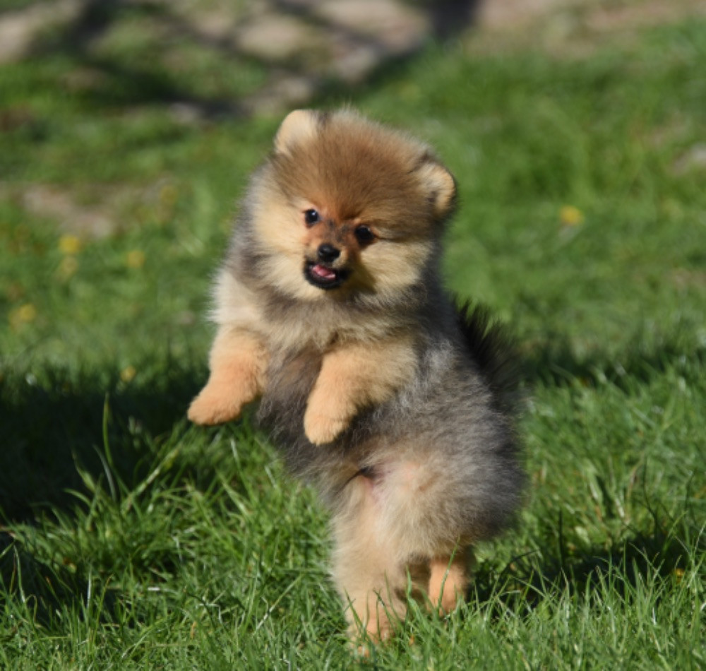 Pomeranian