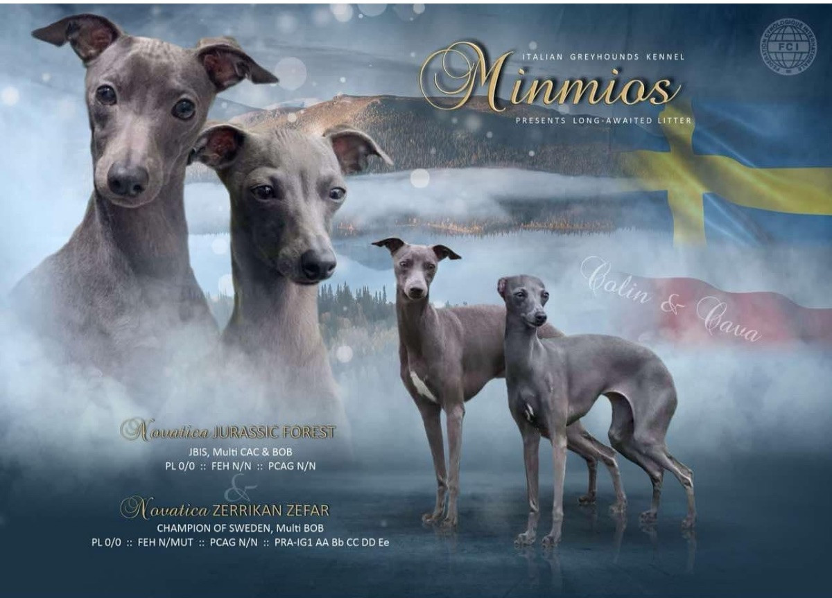Minmios