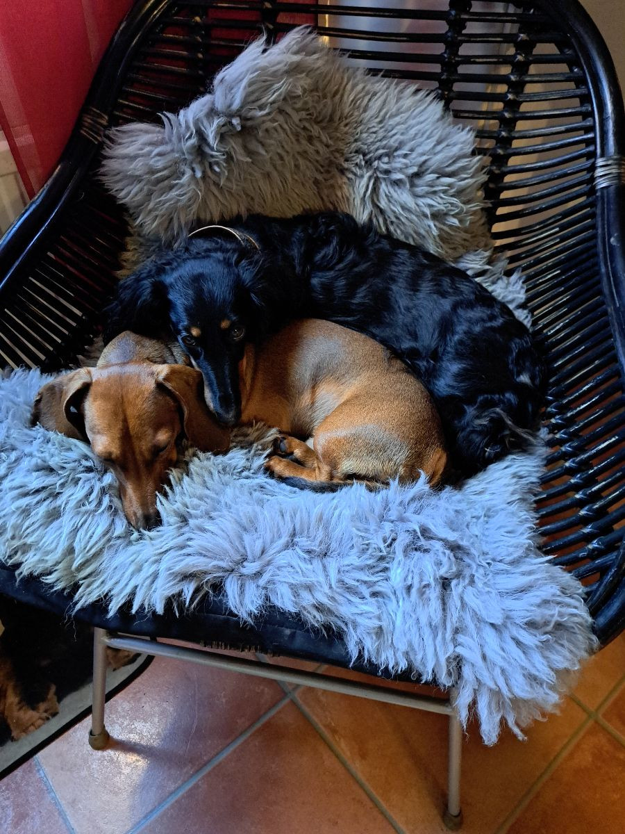 Frostatösen's kennel