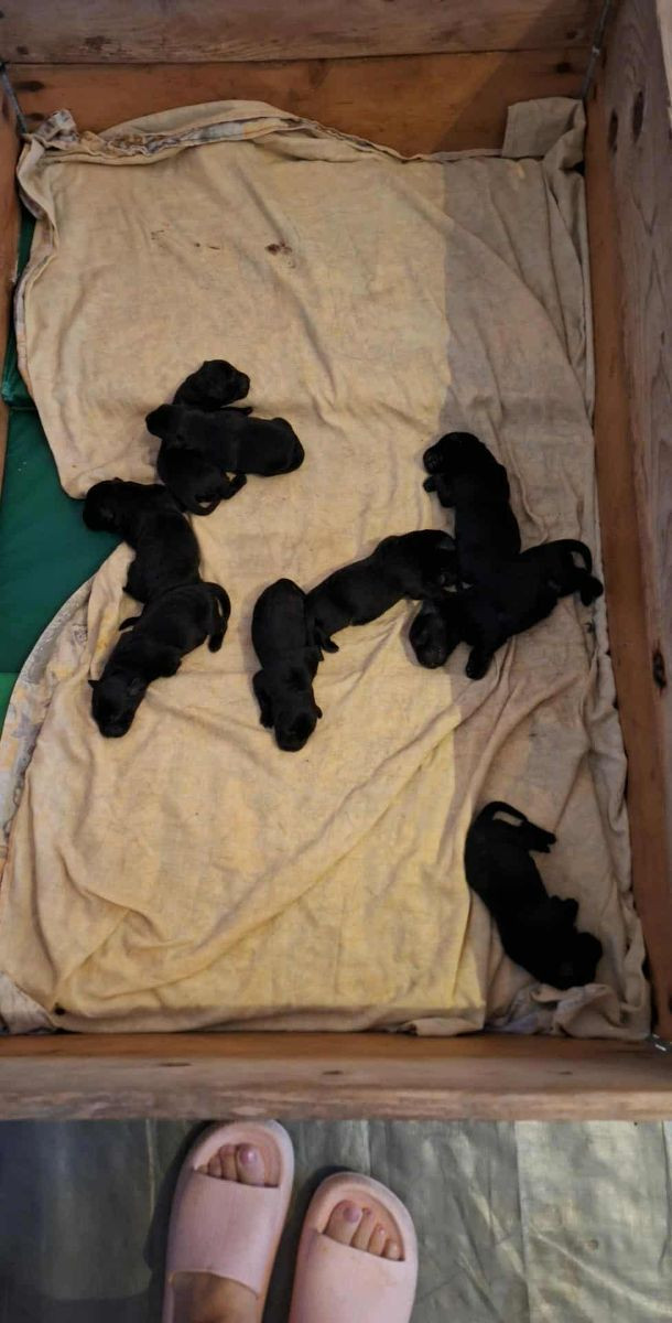 Labrador Retriever · 2025-11-21 · Torpsbruk · Island Hunters