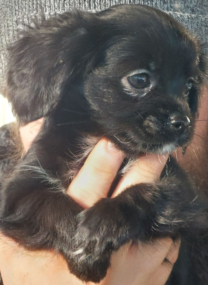 Chilier Cavalier · 2025-09-21 · Skinnskatteberg · Helene L.