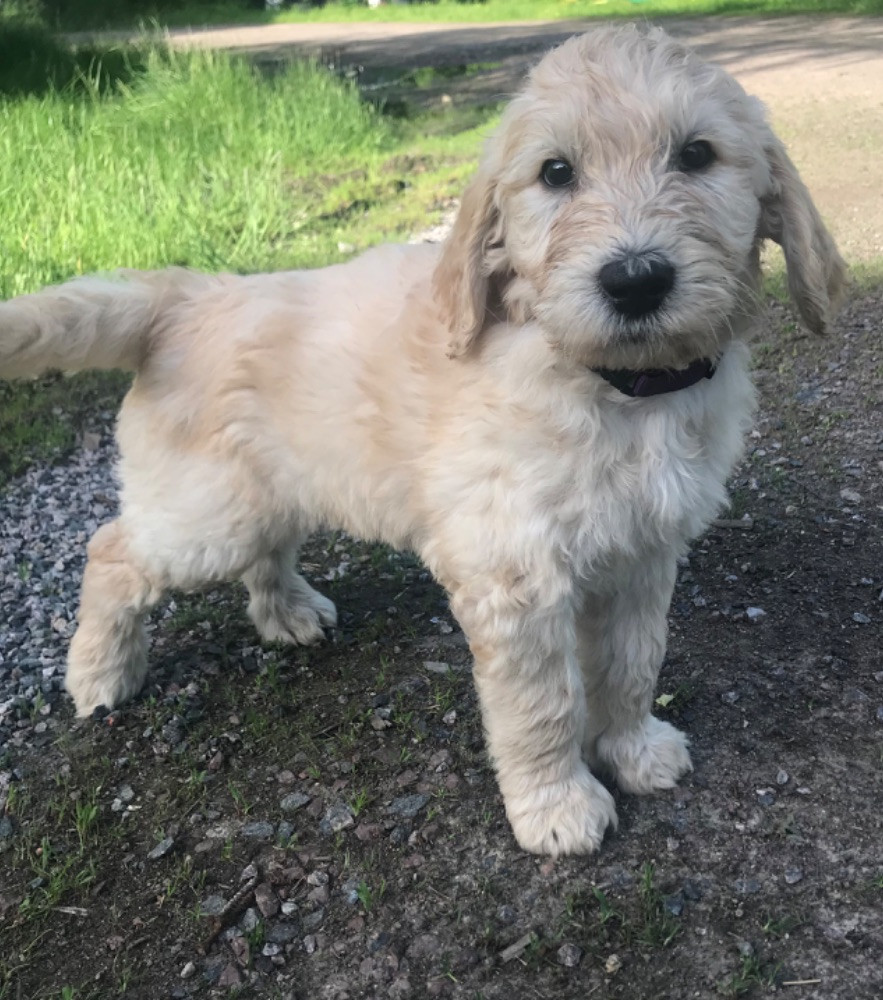 Multigeneration labradoodle · Järfälla · Emrah A.