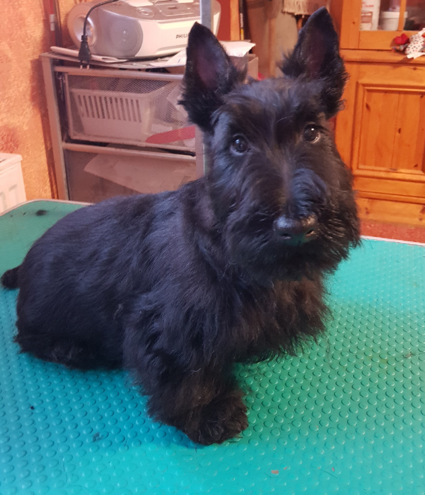 Scottish Terrier
