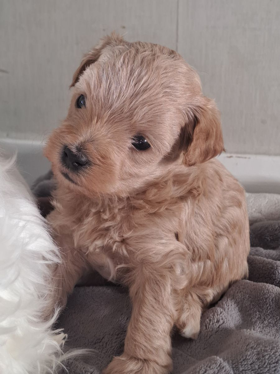 Maltipoo