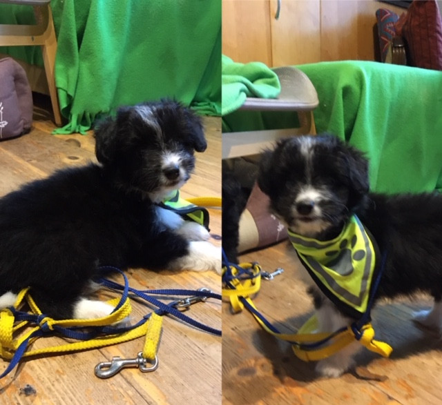 Stormbringer