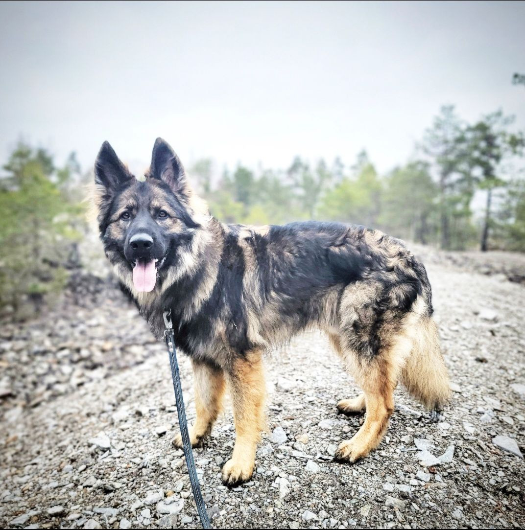 Vildtassarnas