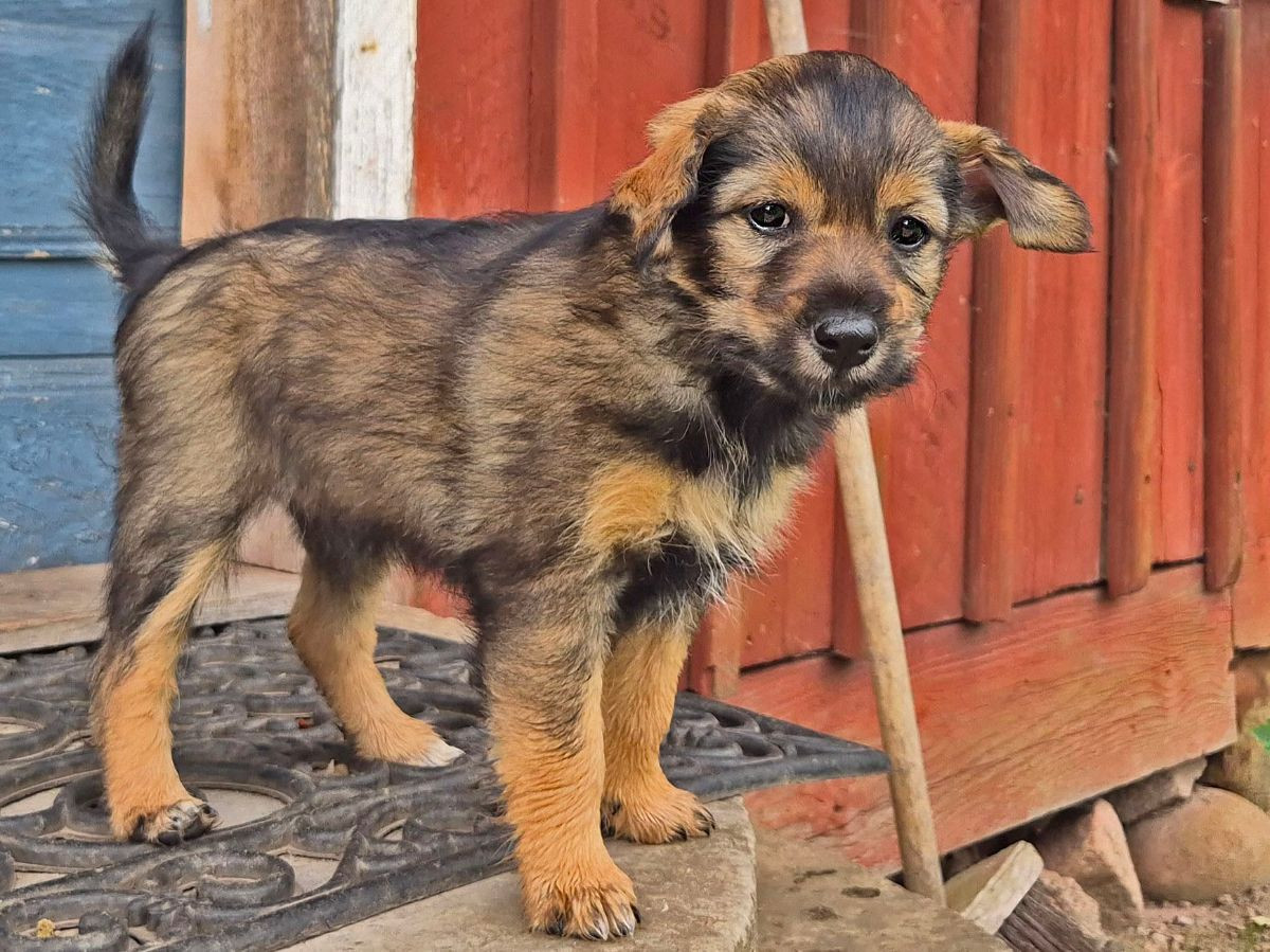 Xoloitzcuintle