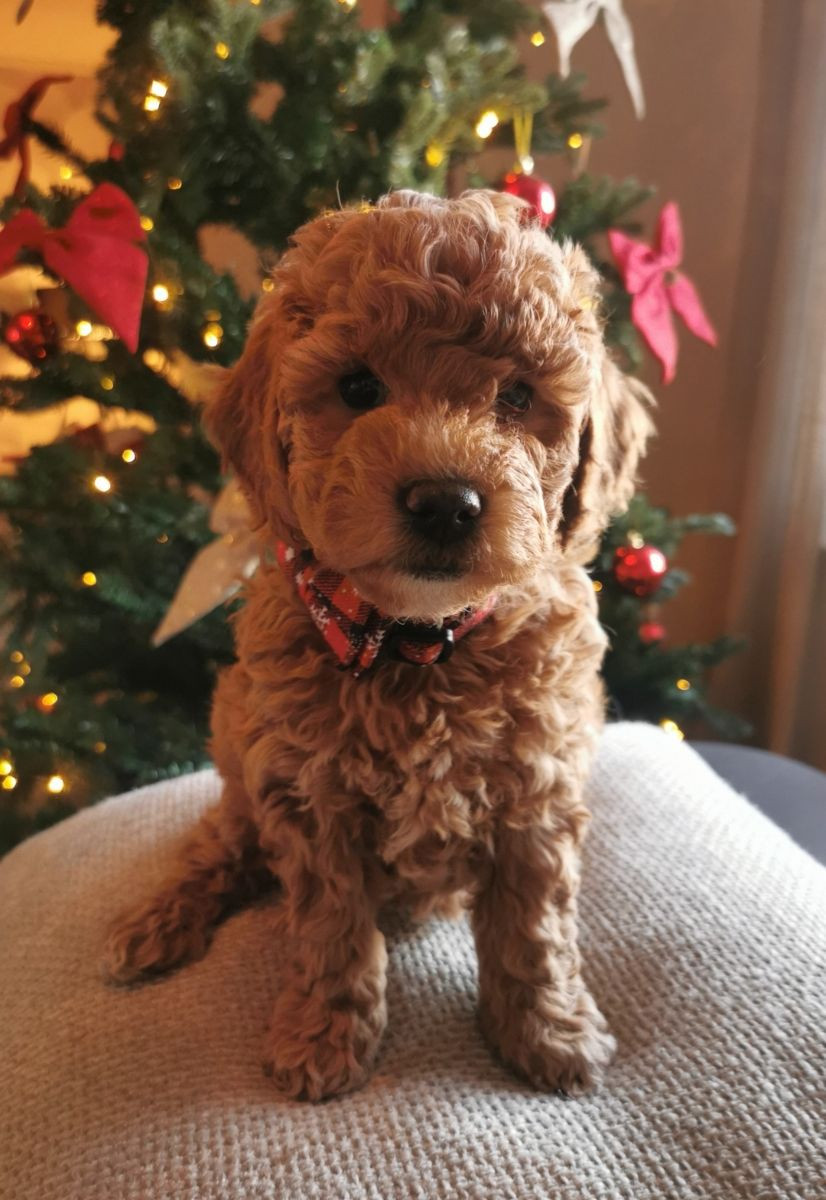 Mini goldendoodle