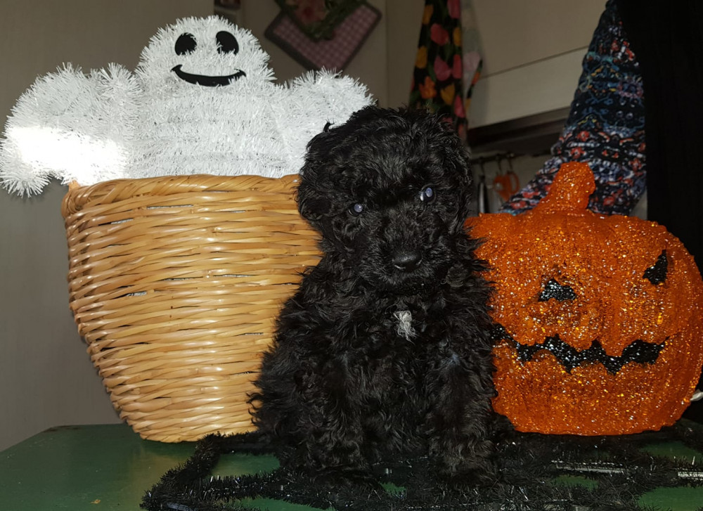 Xaida'z kennel