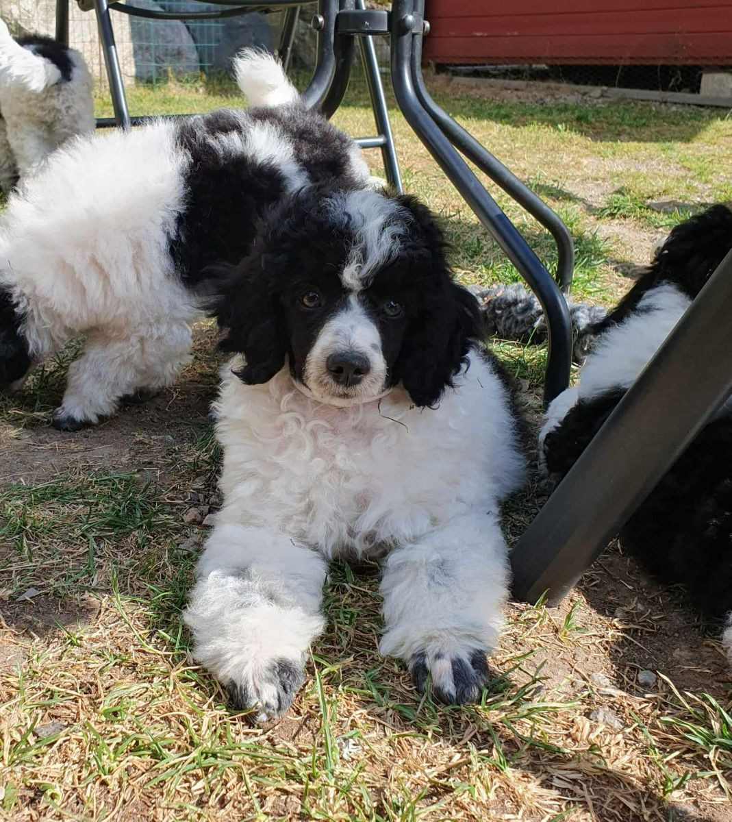 Kennel Playmasters