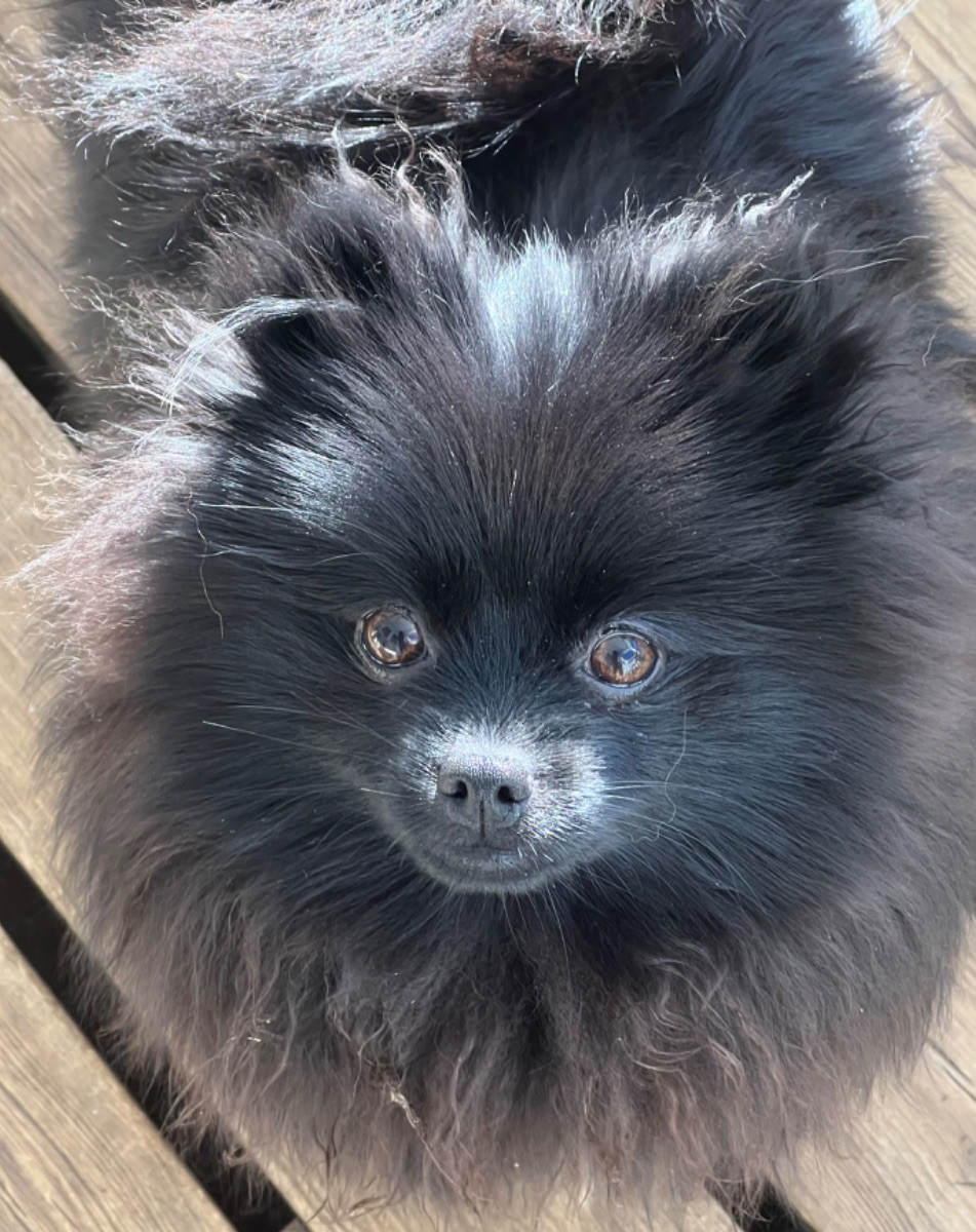 German Spitz – Kleinspitz