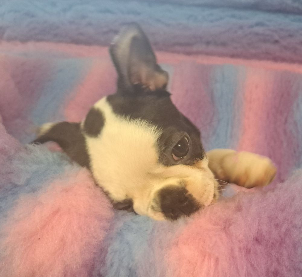Boston terrier
