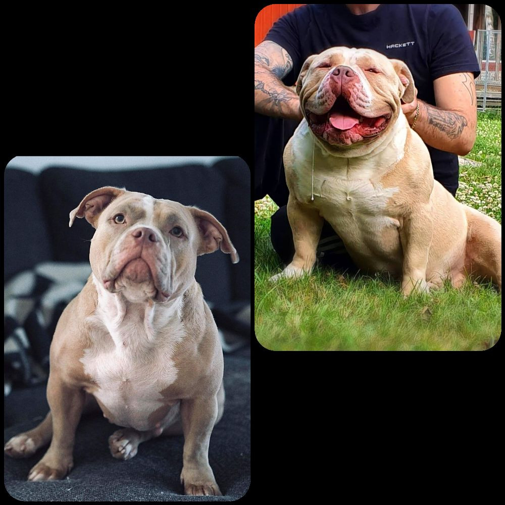 American Bully