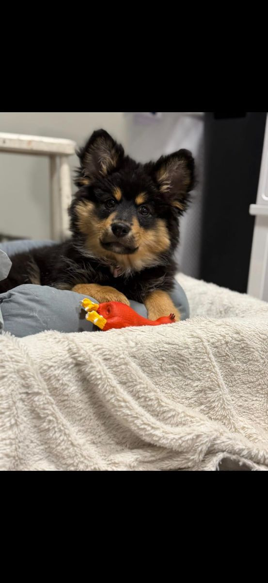 Finnish Lapphund