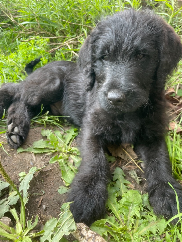 Labradoodle